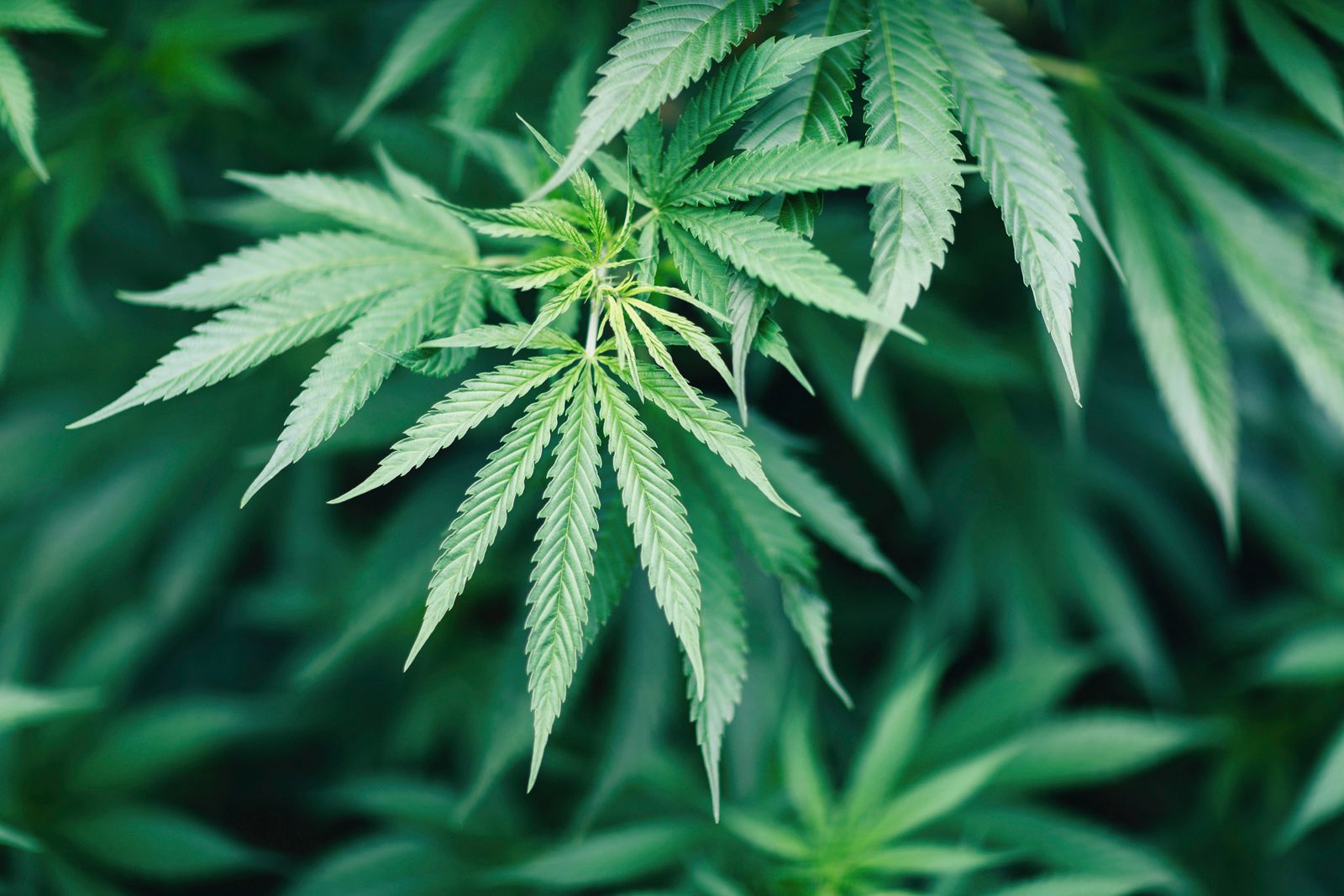 Groundbreaking Cannabis-Based Painkiller Aims to End Opioid Crisis – But at What Cost?
