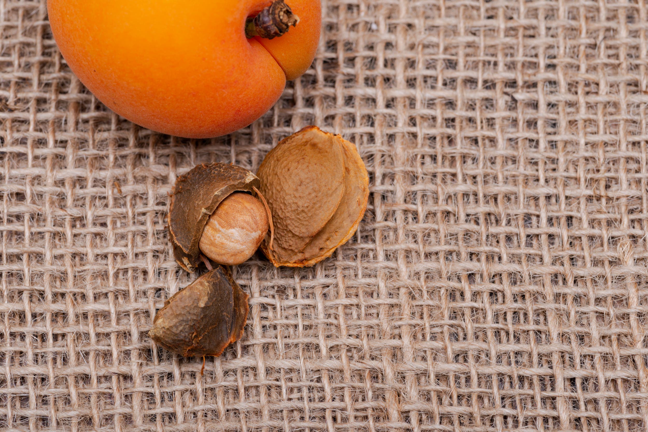 YouTube Bans Controversial Video on Apricot Seeds Amid Censorship Claims