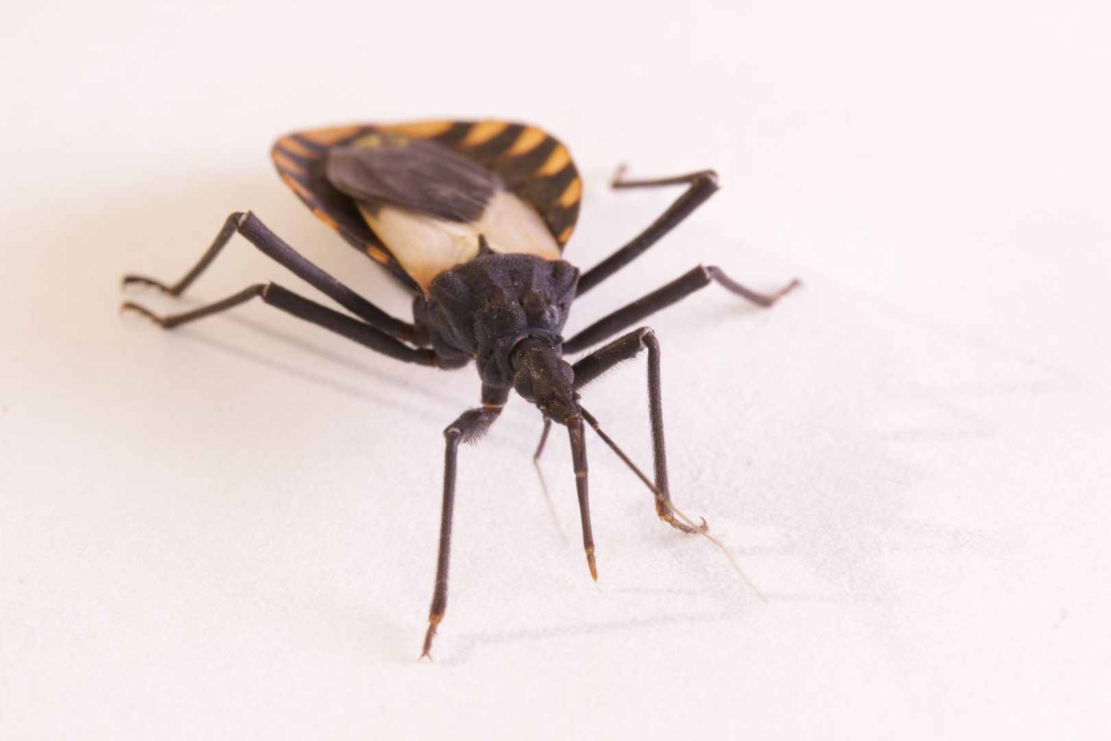 CDC Warns of Growing Threat from “Kissing Bugs” Carrying Deadly Parasite