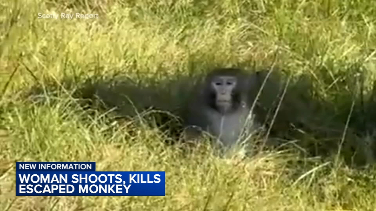 Mississippi Mom Kills Escaped Monkey After Truck Incident