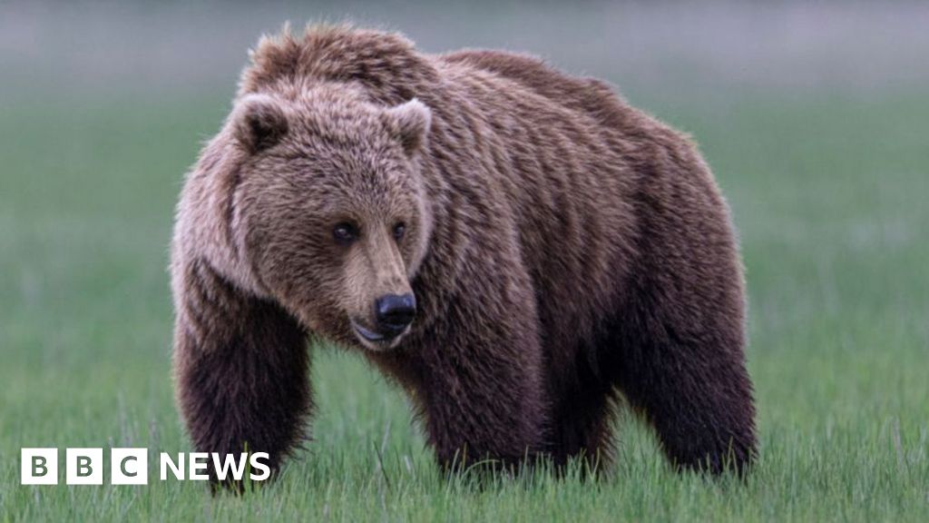 Grizzly Bear Attack Leaves 11 Injured in Remote Canadian Town
