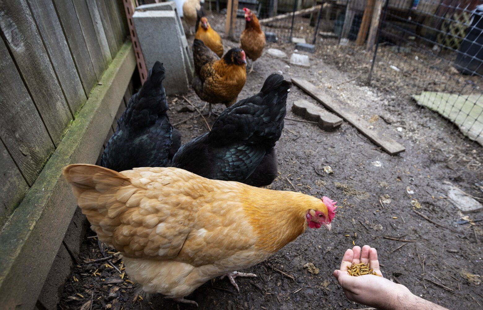 Bird Flu Strain H5N5 Infects Unidentified Washington State Man, Hospitalized with Severe Symptoms