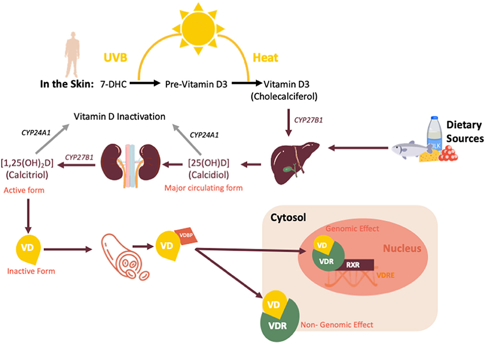 Vitamin D Supplementation Shows Significant Protective Effects Against Severe COVID-19 Outcomes