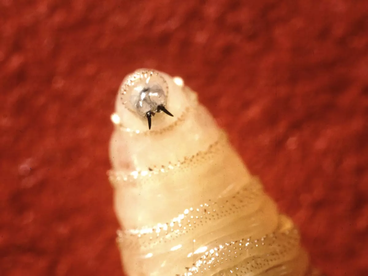 Deadly New World Screwworm Detected in Florida Import – Texas Warns of National Security Crisis