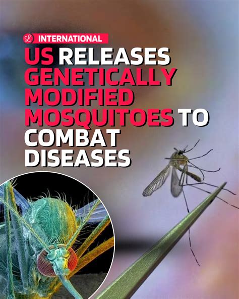 Google Aims to Release 32 Million ‘Specially Treated’ Mosquitoes Across U.S. to Combat Disease